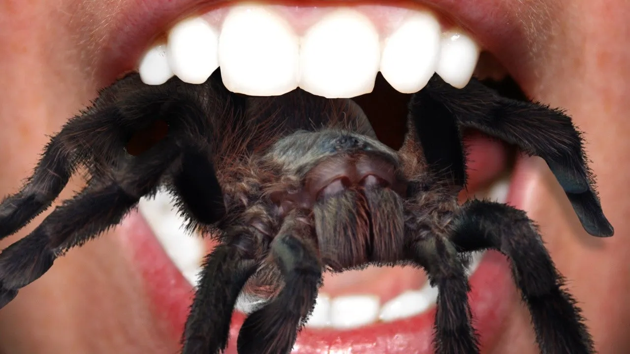 20950 tarantula eating insects