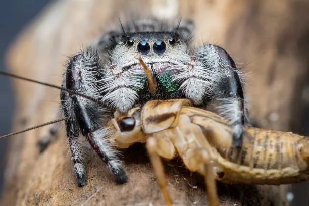 20950 tarantula mouth anatomy