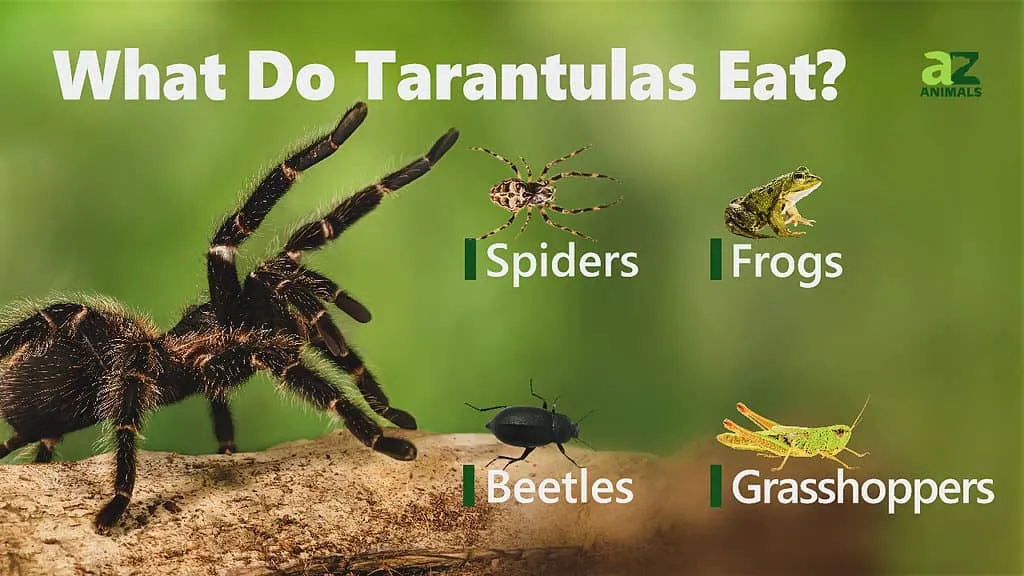 /img/20950-tarantula-water.webp