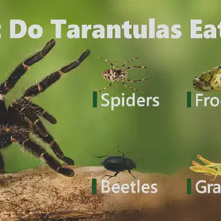 /img/20950-tarantula-water.webp