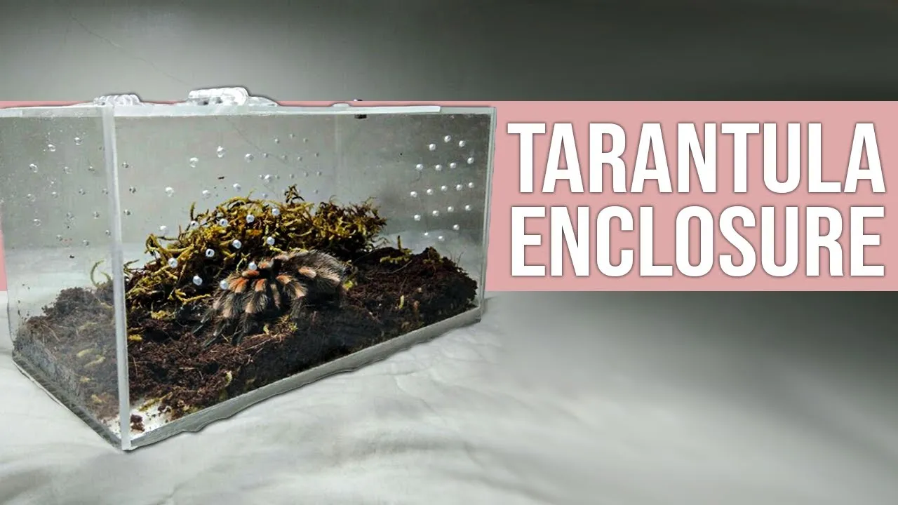 20952 tarantula enclosure cleaning