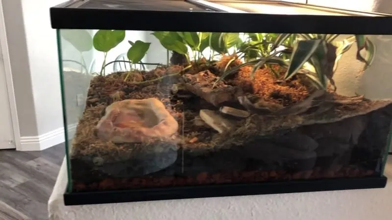 20952 tarantula enclosure hides