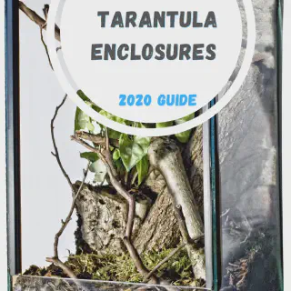 /img/20952-tarantula-enclosure-thermometer.webp