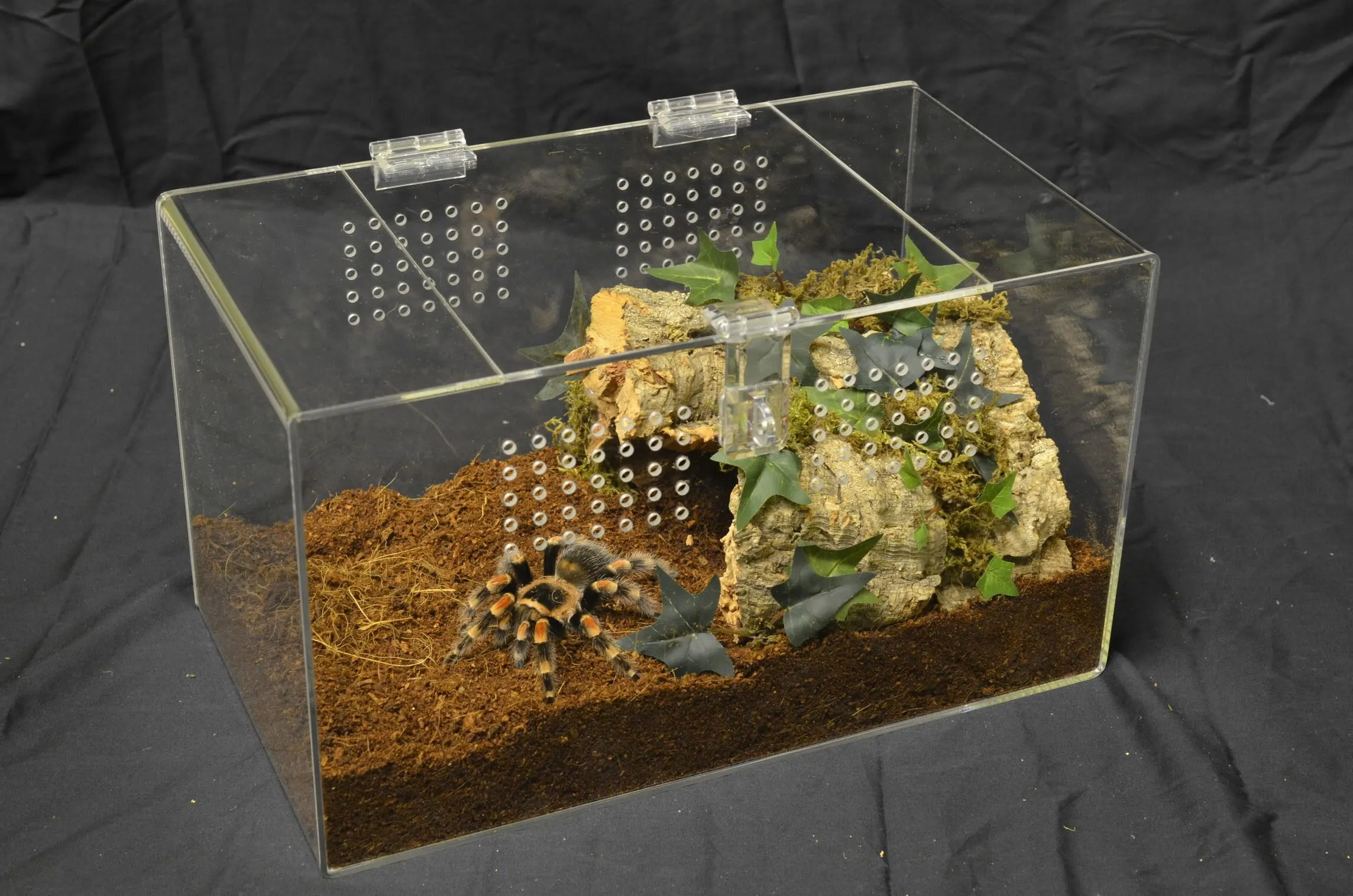 20952 tarantula enclosure ventilation
