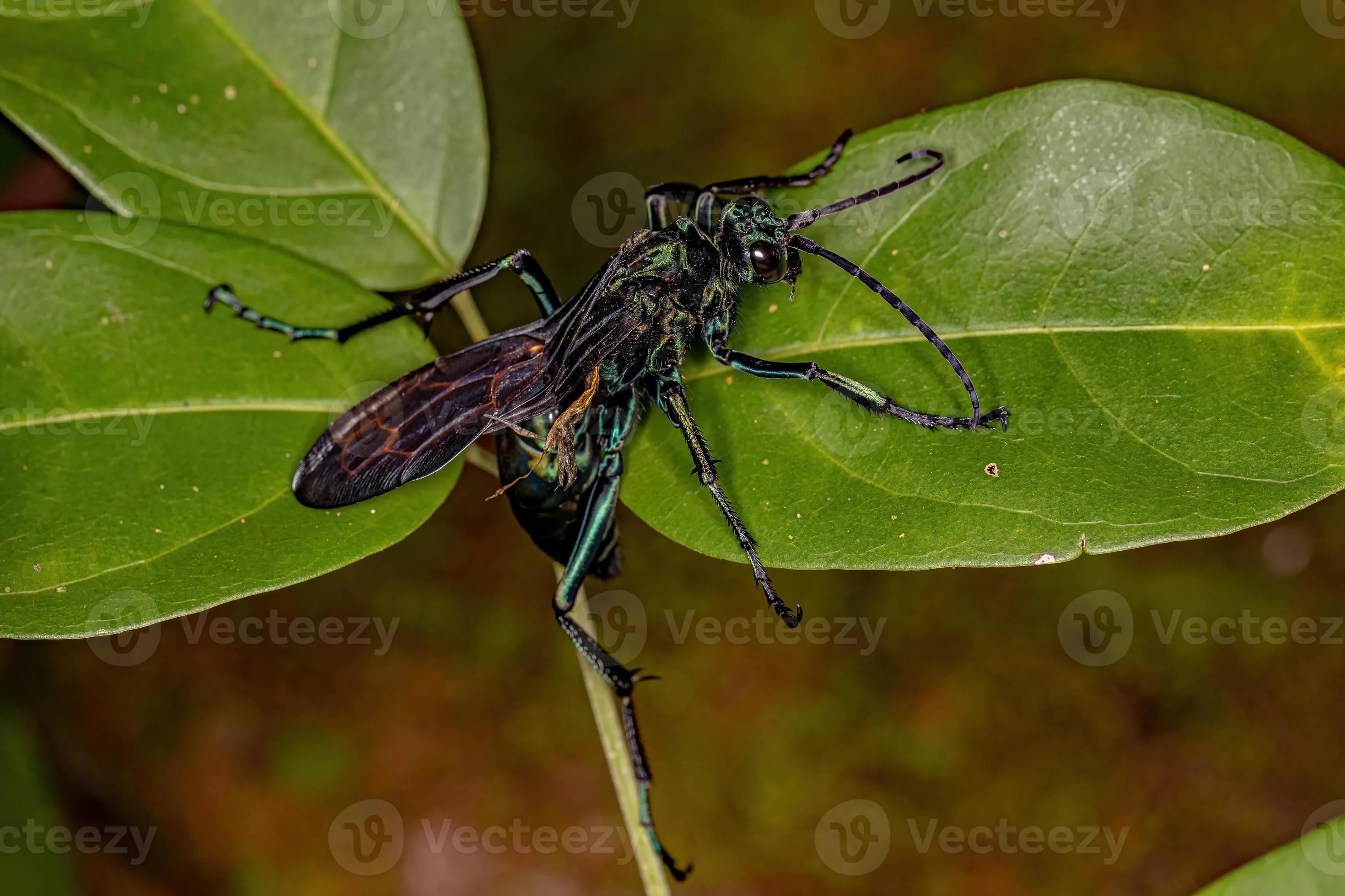 20957 tarantula hawk wasp egg stage