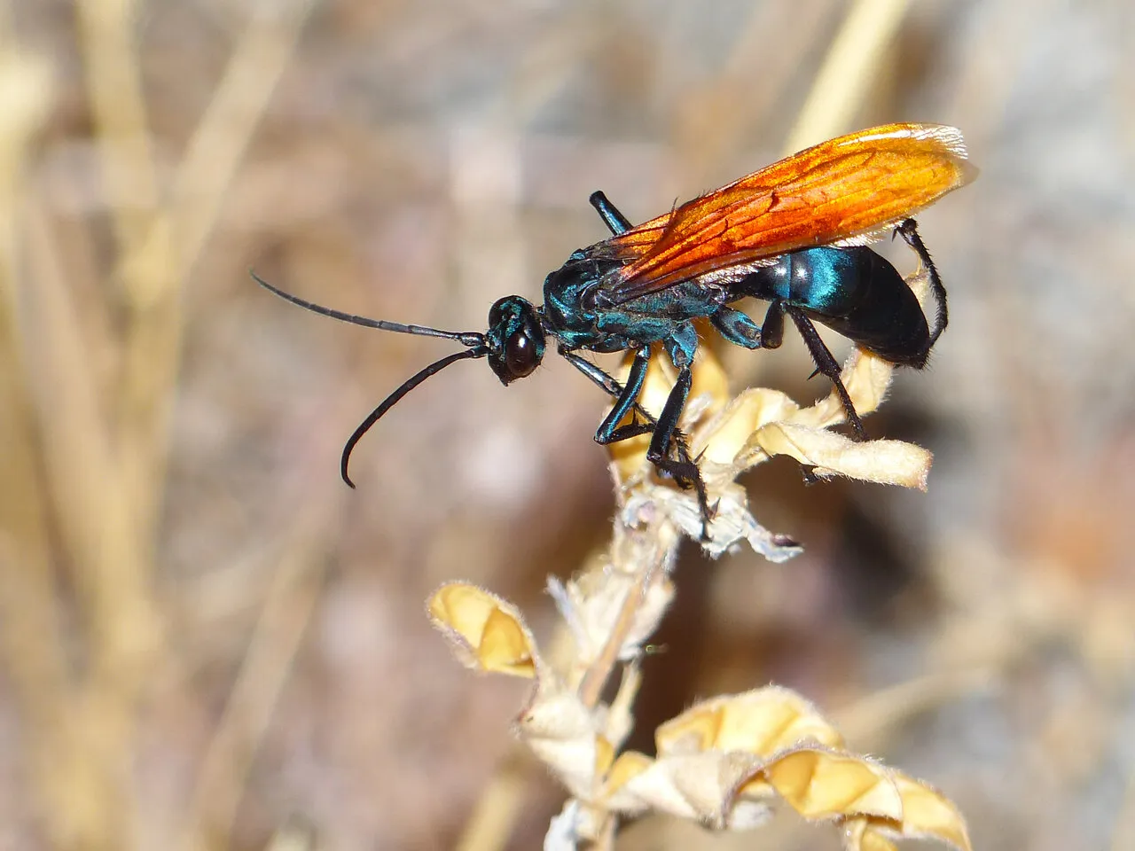 20957 tarantula hawk wasp identifying