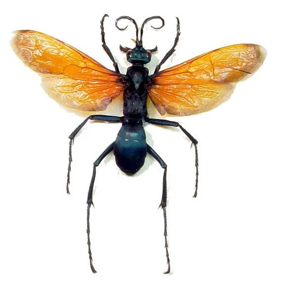 20957 tarantula hawk wasp larval stage