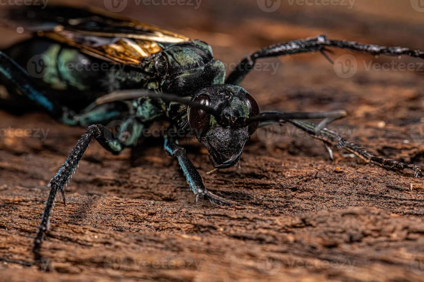 20957 tarantula hawk wasp mating