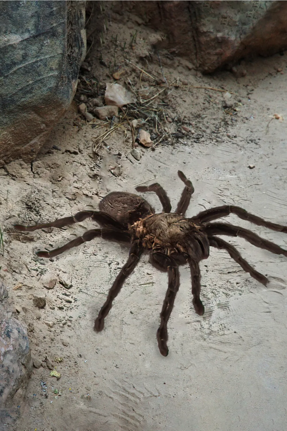 20958 tarantula health