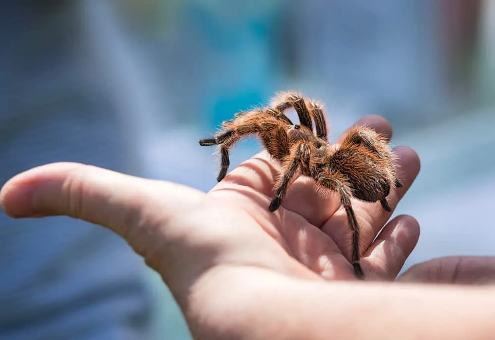 20958 tarantula identification