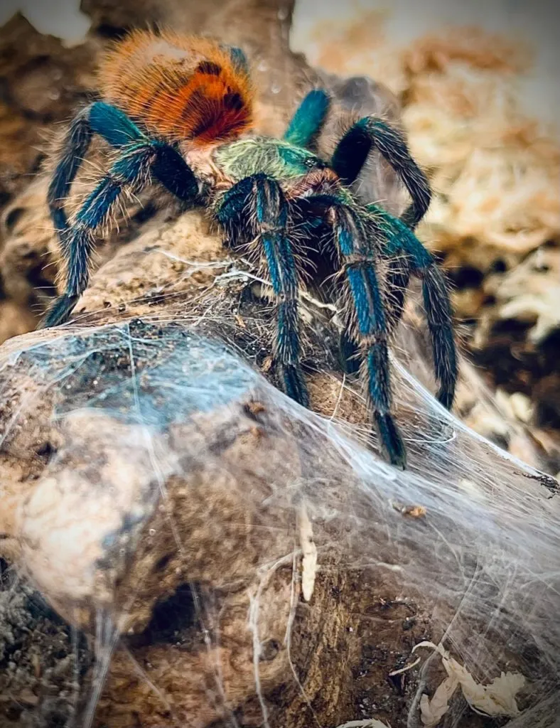 20958 tarantula image 1