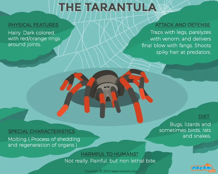 /img/20958-tarantula-image-3.webp
