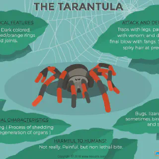 /img/20958-tarantula-image-3.webp