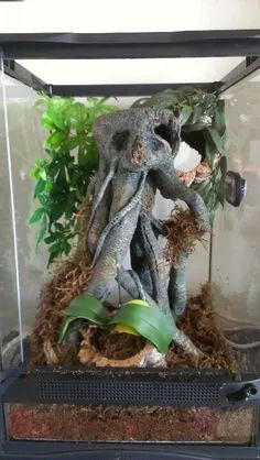 /img/20959-tarantula-enclosure-mistakes.webp
