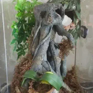 /img/20959-tarantula-enclosure-mistakes.webp