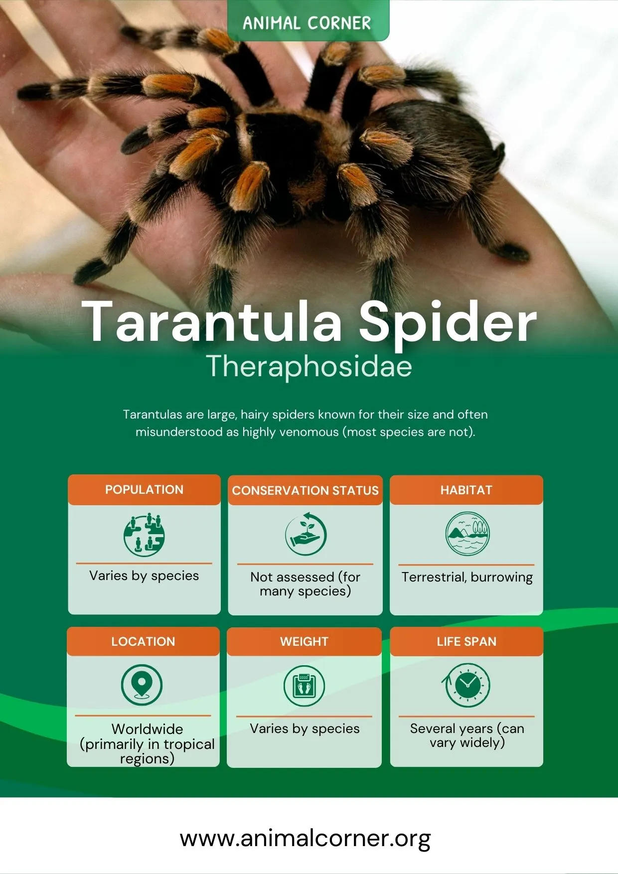 20960 chilean rose tarantula