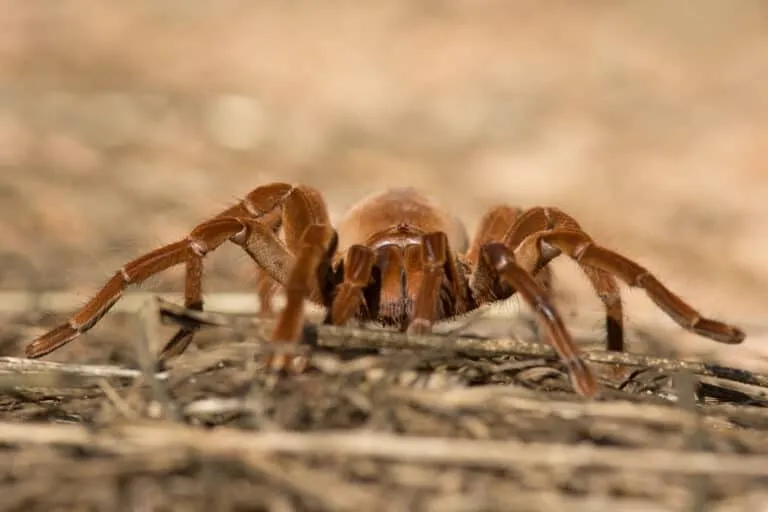 20960 goliath birdeater tarantula