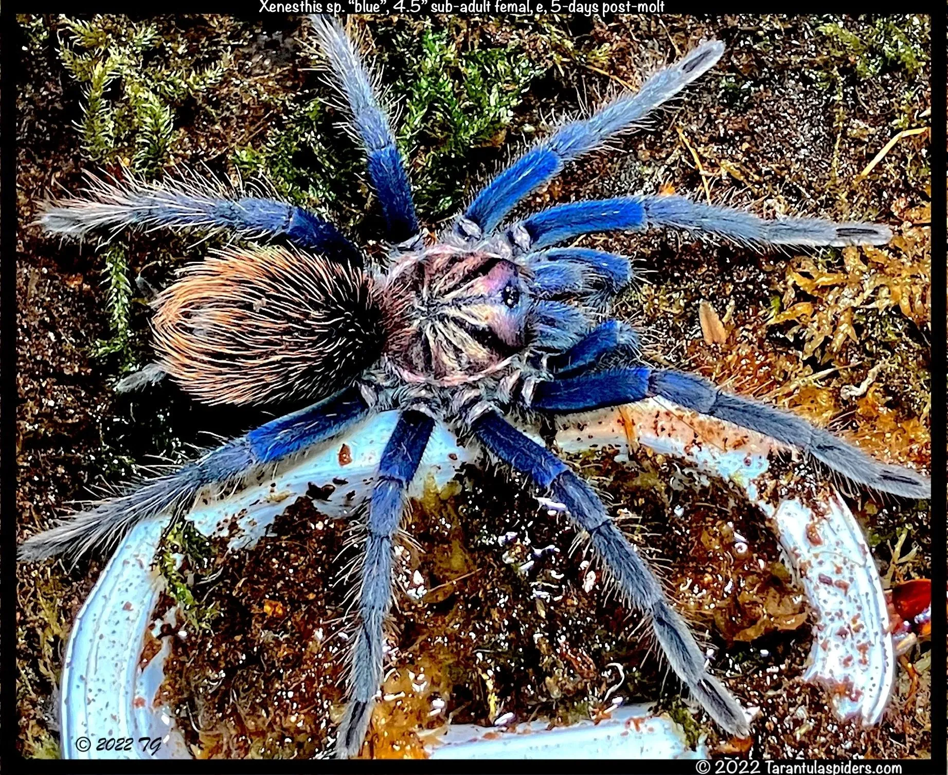 20960 spider tarantula handling