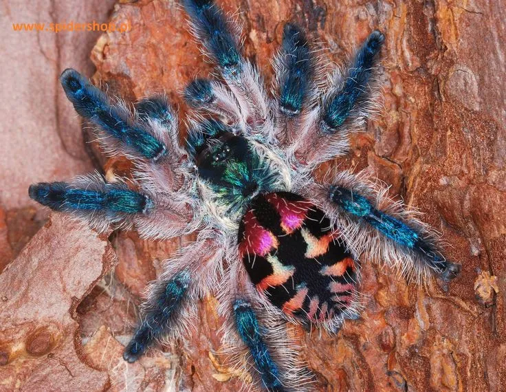 20960 spider tarantula species 1