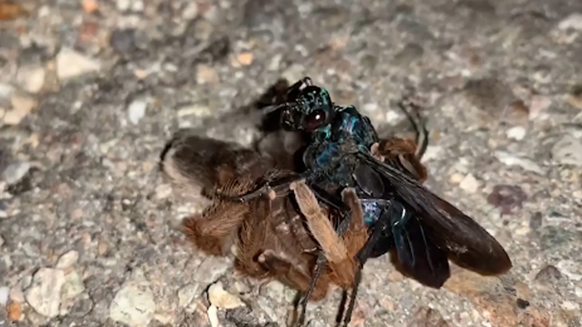 20962 eiger tarantula diet