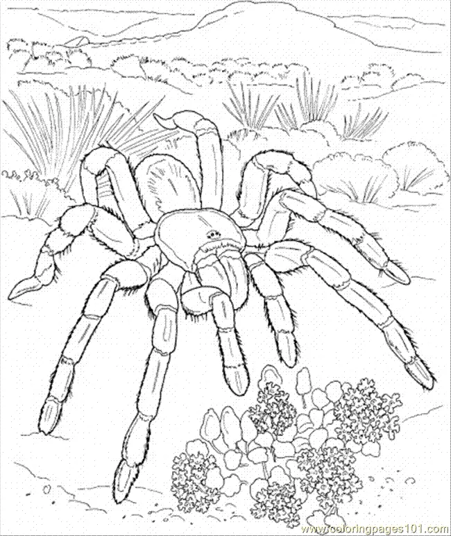 20963 coloring tools