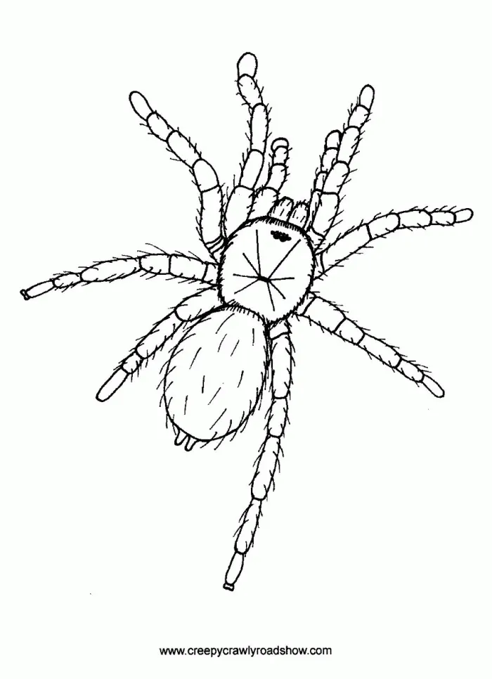 20963 tarantula coloring page 1
