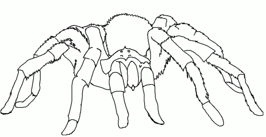 /img/20963-tarantula-coloring-page-5.webp