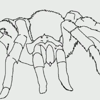 /img/20963-tarantula-coloring-page-5.webp