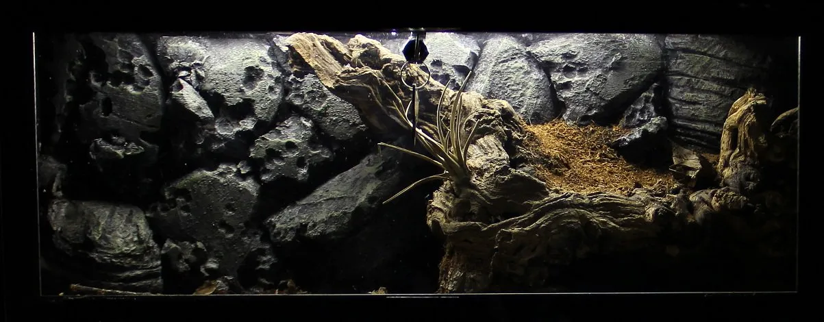 20964 tarantula enclosure cleaning