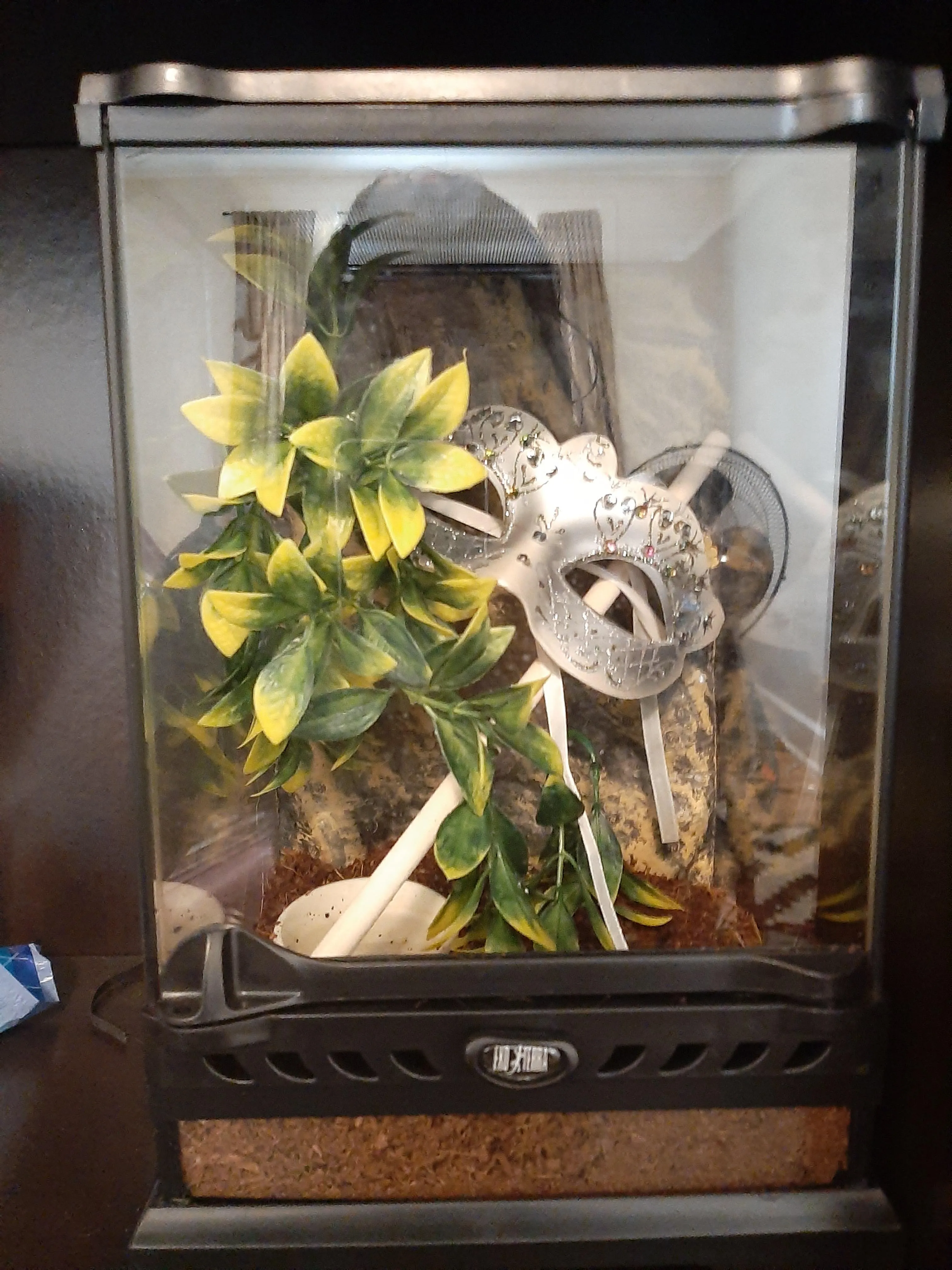 /img/20964-tarantula-enclosure-complete-setup.webp