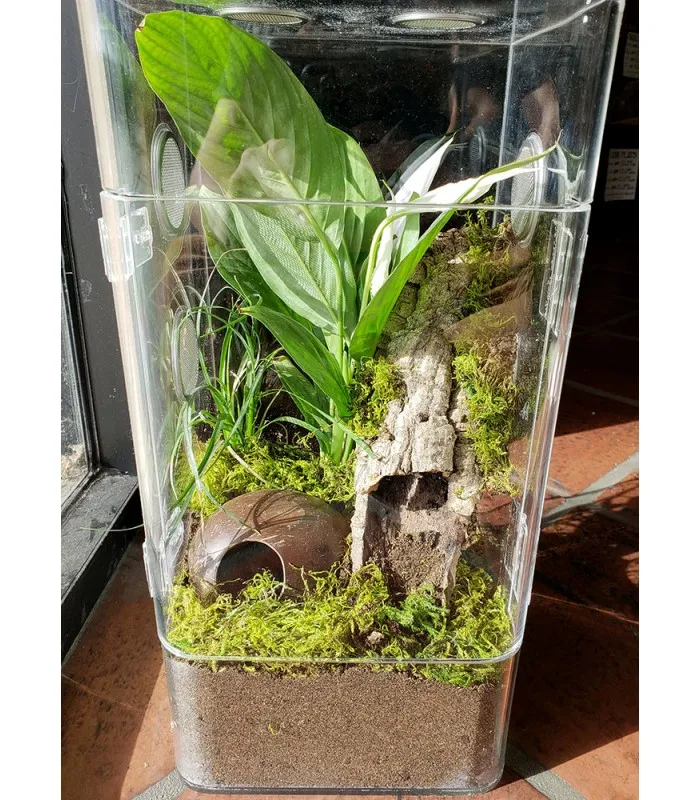 20964 tarantula enclosure local pet shop