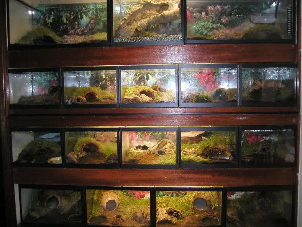 20964 tarantula enclosure size guide