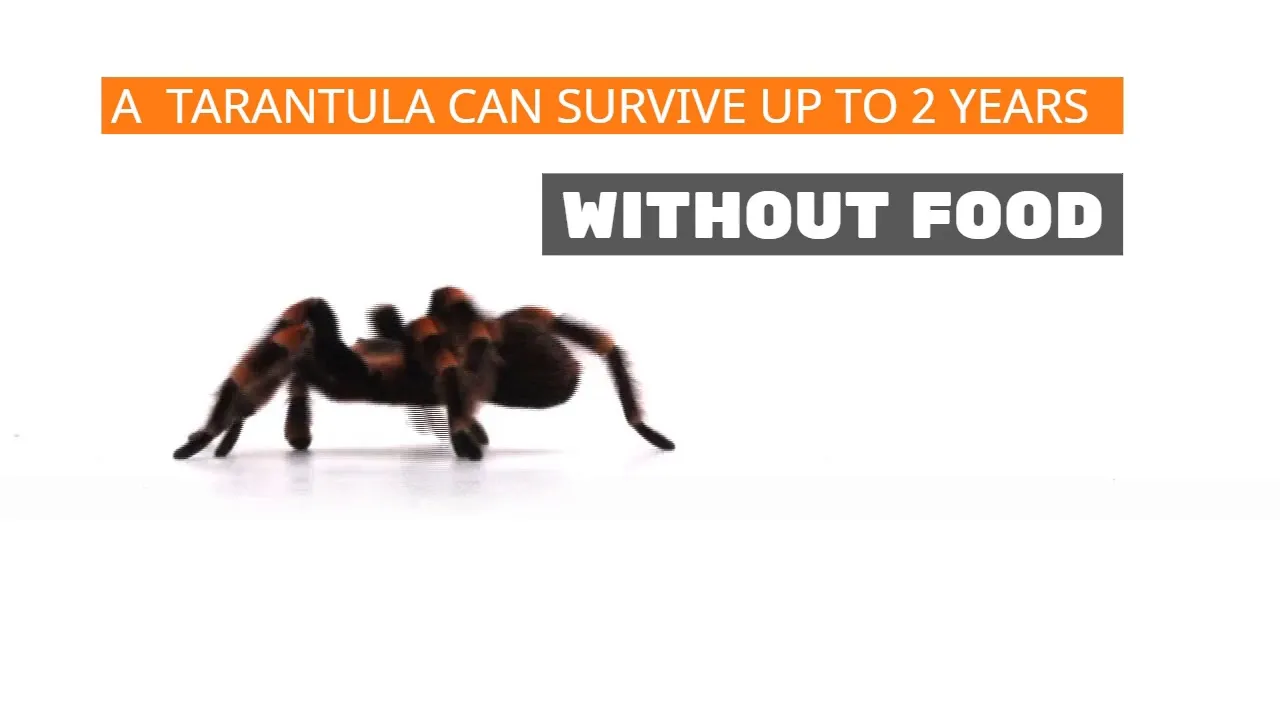 20965 tarantula handling