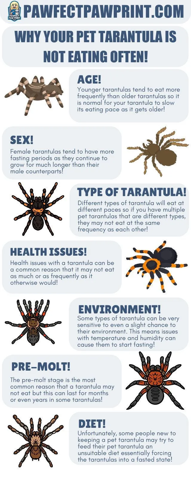 /img/20965-tarantula-humidity.webp
