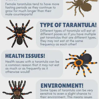 /img/20965-tarantula-humidity.webp