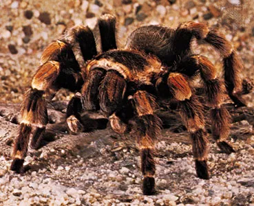 20965 tarantula species