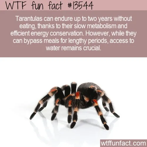 20965 tarantula substrate