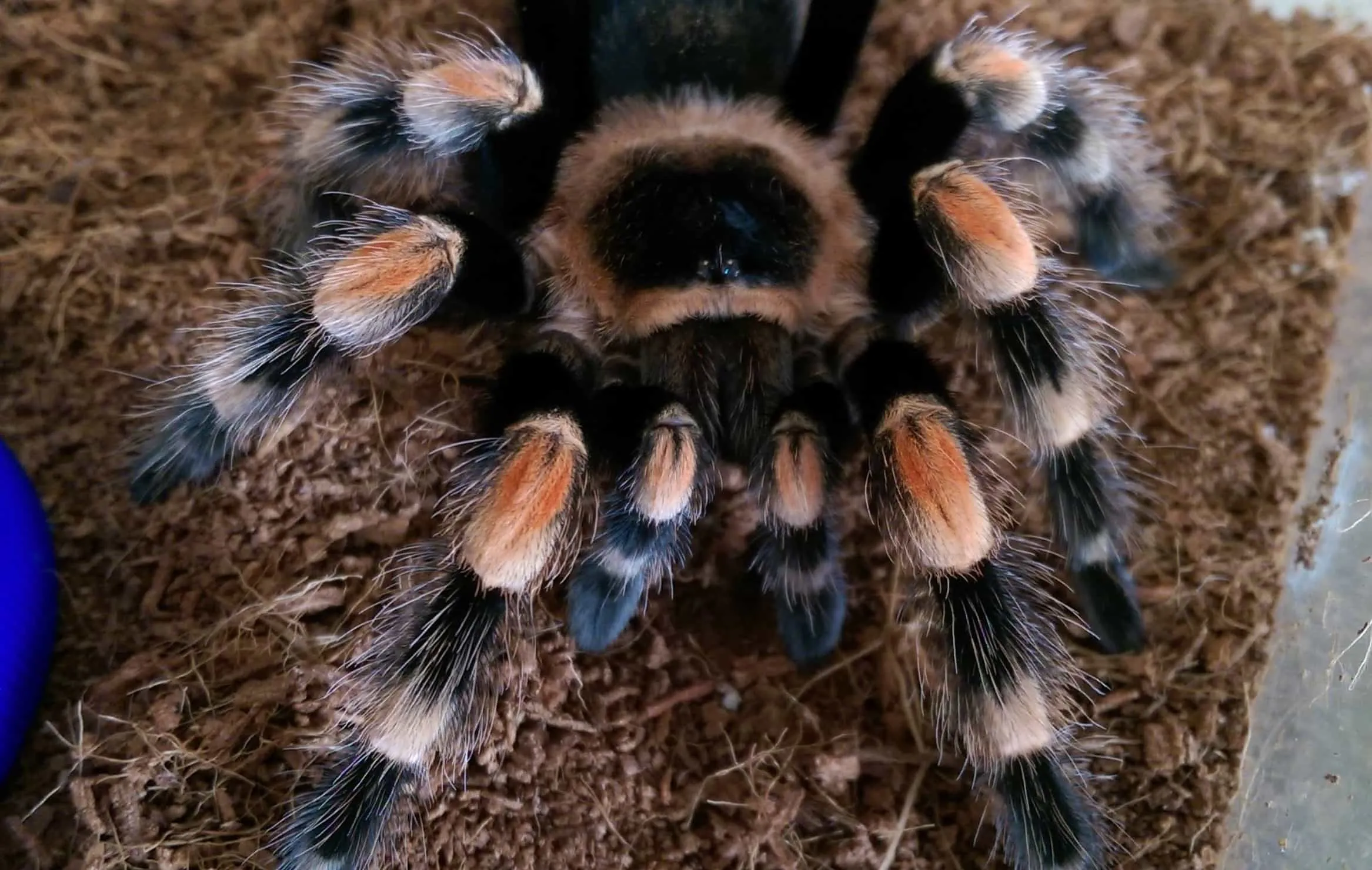 20966 red knee tarantula breeding