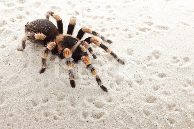 20966 red knee tarantula enclosure