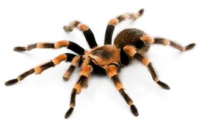 20966 red knee tarantula handling
