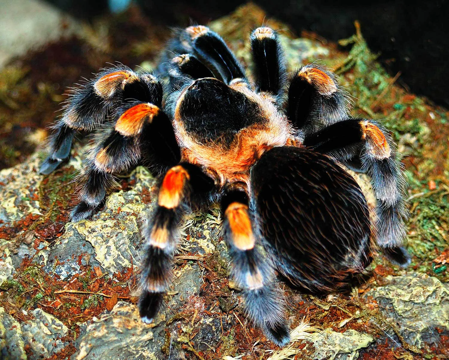 20966 red knee tarantula health