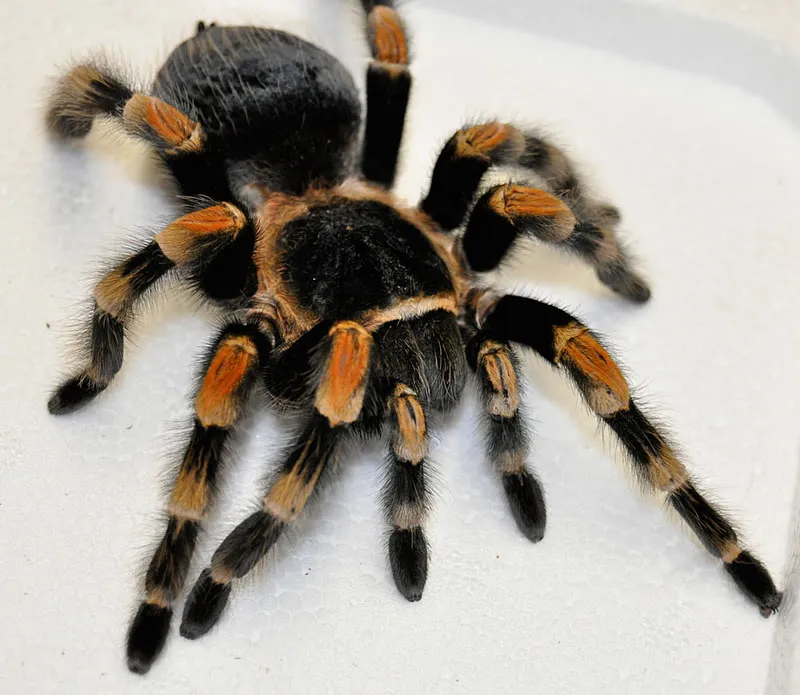 /img/20966-red-knee-tarantula-spiderlings.webp