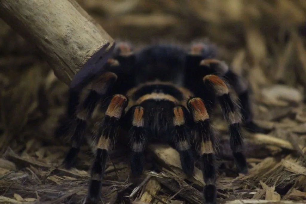 20966 red knee tarantula substrate