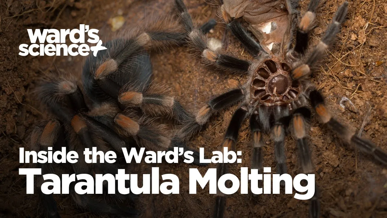 20967 tarantula after molt