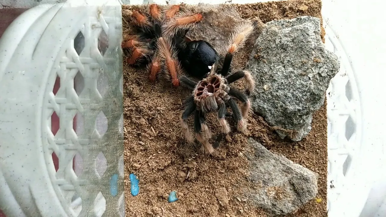 20967 tarantula before molt