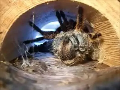 /img/20967-tarantula-feeding.webp