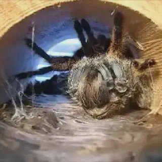/img/20967-tarantula-feeding.webp