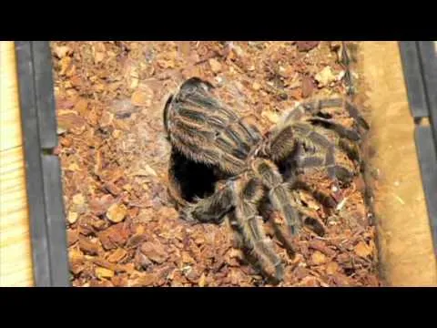 20967 tarantula molt video