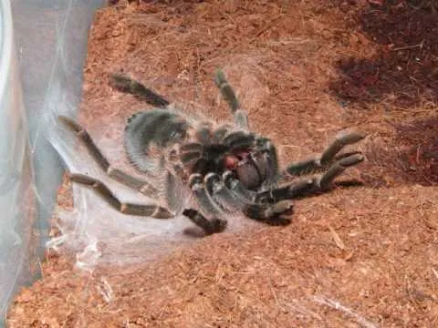 20967 tarantula molting community