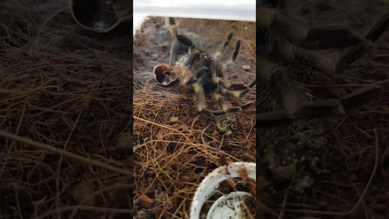 20967 tarantula molting youtube